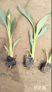 高度50厘米黄花美人蕉