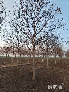 12公分栾树