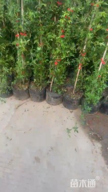 高度150厘米木香