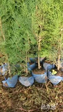 高度100厘米侧柏