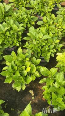 高度30厘米绣球