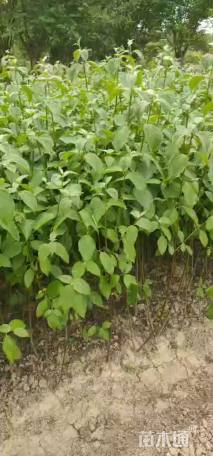 高度50厘米红瑞木