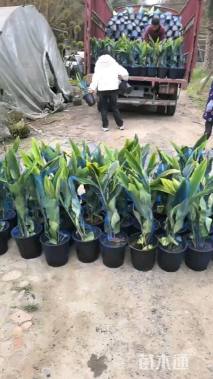高度30厘米花叶良姜