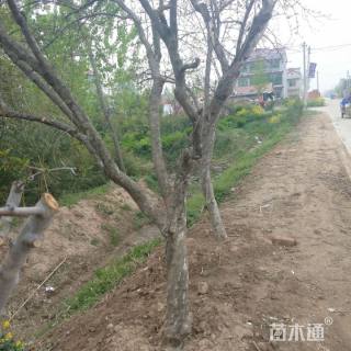 高度300厘米石榴