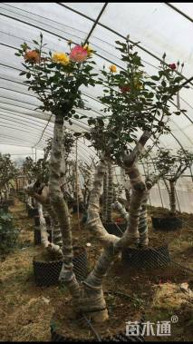 高度200厘米树状月季