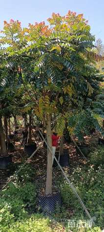 10公分麻栋