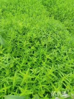 高度25厘米千屈菜