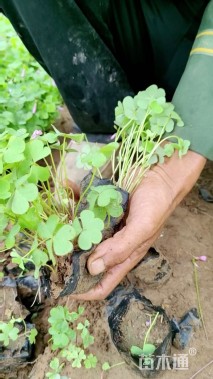 高度10厘米红花酢浆草