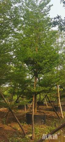 15公分细叶榄仁