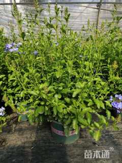 高度40厘米蓝雪花