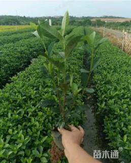 高度40厘米大叶栀子