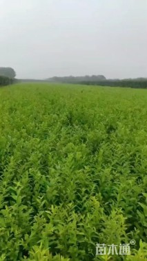 高度40厘米小叶女贞