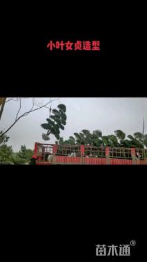 高度150厘米迎春花