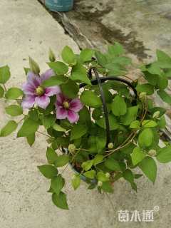 50厘米铁线莲