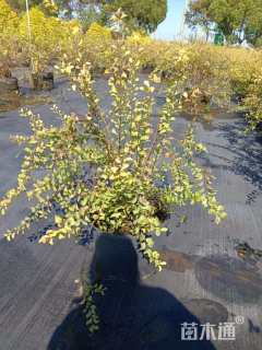 高度70厘米绣线菊