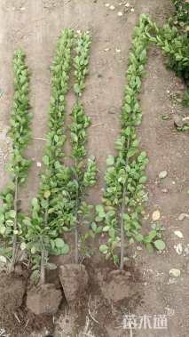 高度300厘米大叶黄杨