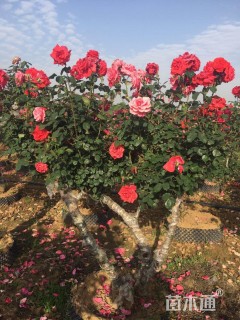 高度500厘米月季