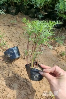 高度15厘米波斯菊