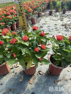 高度25厘米龙船花
