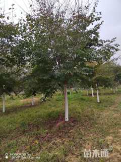 12公分染井吉野樱