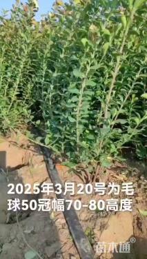高度35厘米卫矛小苗