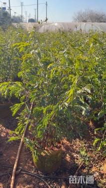 高度100厘米红绒球