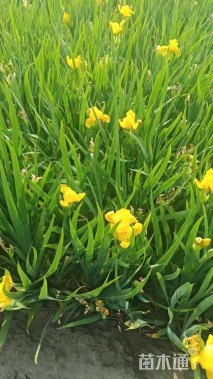 高度40厘米黄花鸢尾