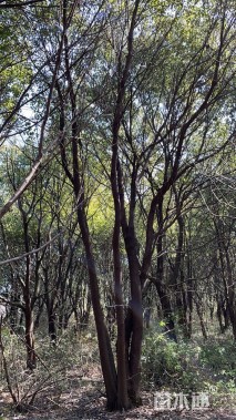 10公分(4杆)丛生香樟