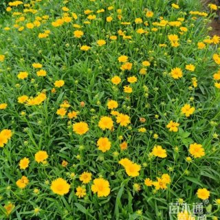 高度25厘米大花金鸡菊