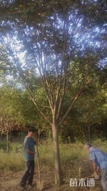 20公分朴树