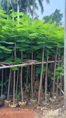5公分凤凰木