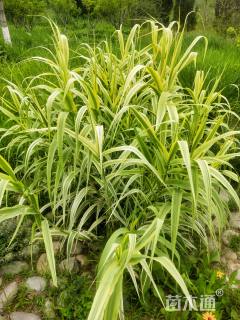 高度40厘米花叶芦竹