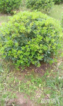 冠幅100厘米海桐球