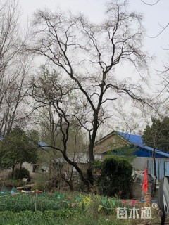 40公分造型乌桕