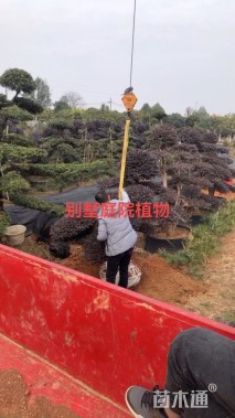 10公分造型红花继木桩