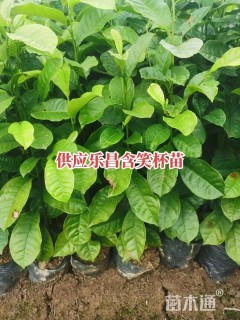 0.6公分乐昌含笑