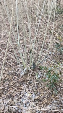 高度200厘米木芙蓉