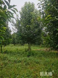 18公分二乔玉兰