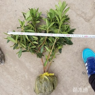 高度25厘米紫鹃