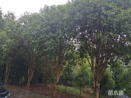 20公分桂花