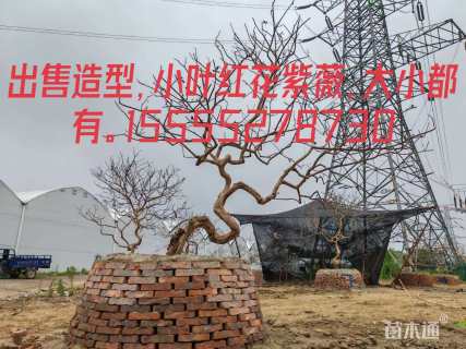 10公分小叶紫薇