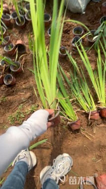 高度40厘米西伯利亚鸢尾