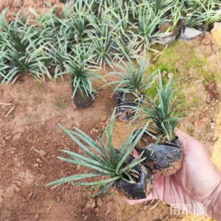 高度7厘米玉龙草