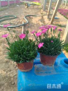 高度10厘米欧石竹