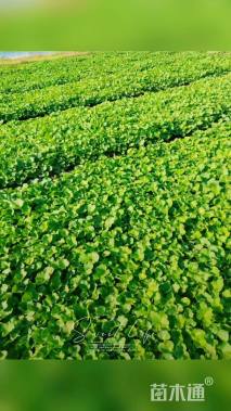 高度18厘米蜀葵