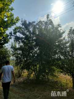 高度500厘米丛生五角枫