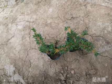 高度5厘米福禄考