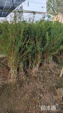 高度50厘米连翘