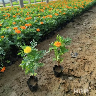 高度16厘米孔雀草