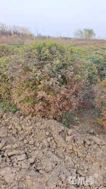 高度80厘米黄刺玫